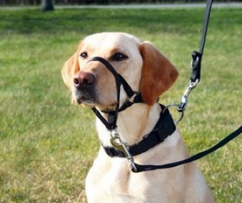 Trixie Top Trainer Dog Training Harness