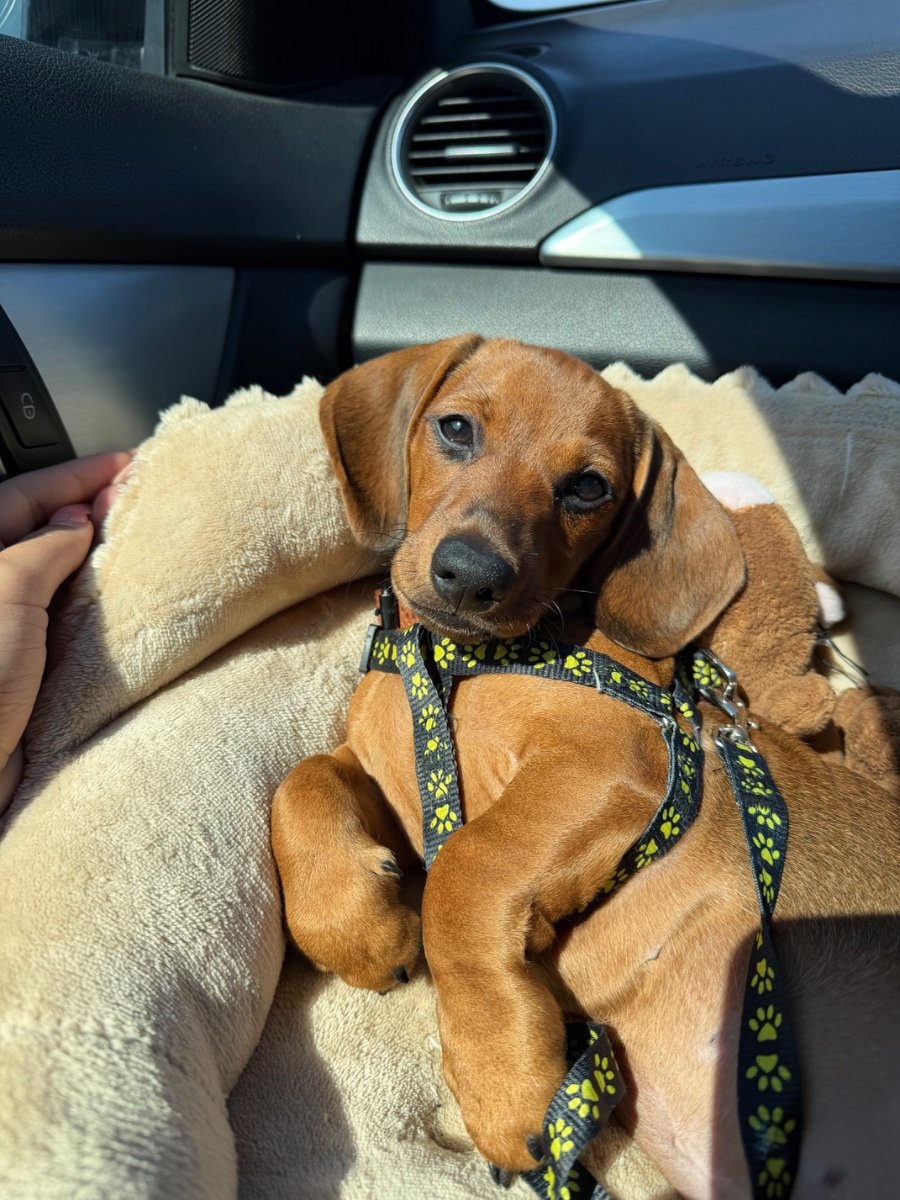 LEO
