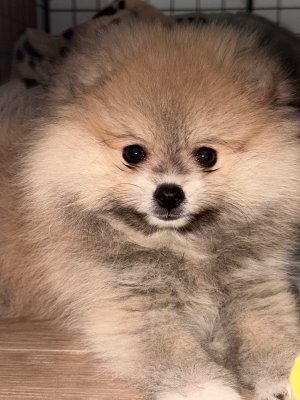 Winnie