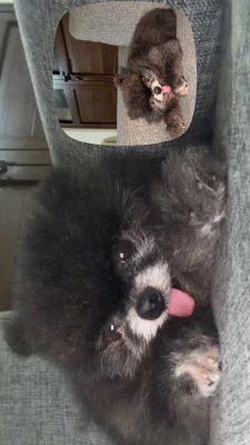 Oreo