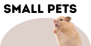 Small Pets