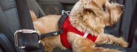 image of Curli - Safety Belt 60cm
