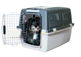 Gulliver Iata No4 71 X 51 X 50