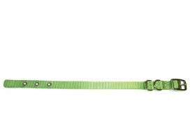 image of Hamilton Lime Single Thick Nylon Dog Collar