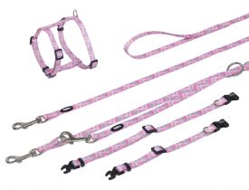 image of Nobby training Leash