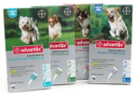 Flea & Tick Ampules