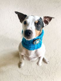 Dog With A Mission - Collin Small Dog Snood Blue