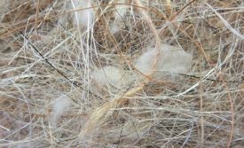 Nesting Materioal Juta 50 Gr