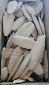 Nobby Cuttle Fish Bone