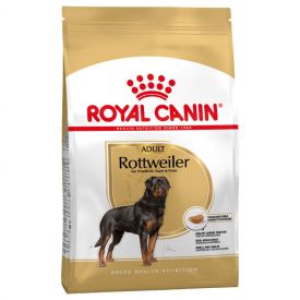 Rottweiler Adult