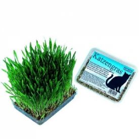 Nobby Cat Grass