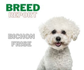 Breed Report Bichon Frise