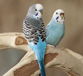 Budgie Food