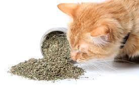 Παιχνίδια με Catnip