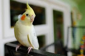 Cockatiel Food