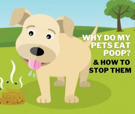 Why Do Pets Eat Poop