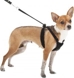 Training Harness