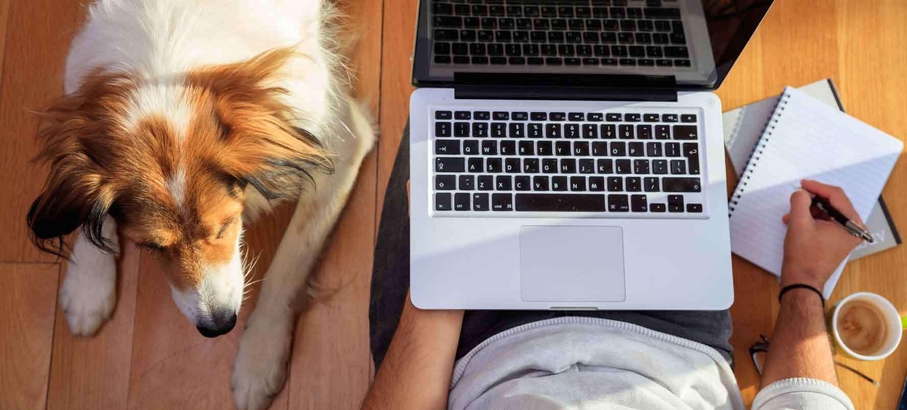 in the office with pet on the floor next to laptop